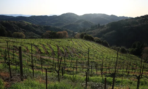 H - Brazin - wide - 2_Edit.jpg