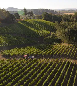 Oplev legendarisk Pinot Noir fra berømte Côte d'Or