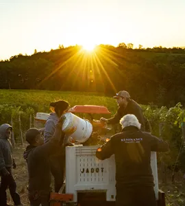 Beaune 1. cru smagning med den legendariske 2015 årgang