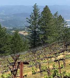 Smag de eksklusive Napa Valley-vine fra Philip Tog ni
