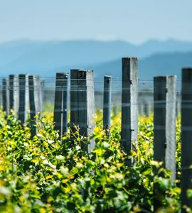 De delikate vine langs Loirefloden