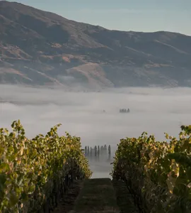Pinot Noir fra hele verden 4/5-2023