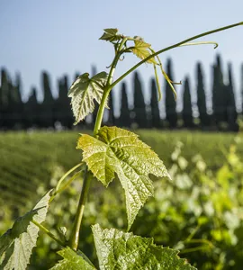 Rundt om Frankrigs vinregioner i Aarhus