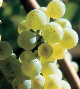 Den Eksklusiv Riesling smagning i København