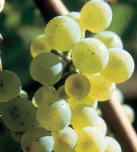 Den Eksklusiv Riesling smagning i Aarhus