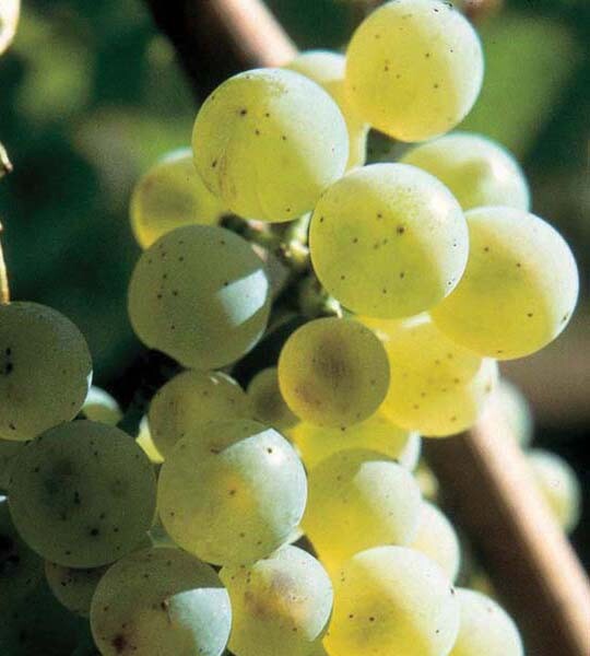 Den Eksklusive Riesling smagning i Odense