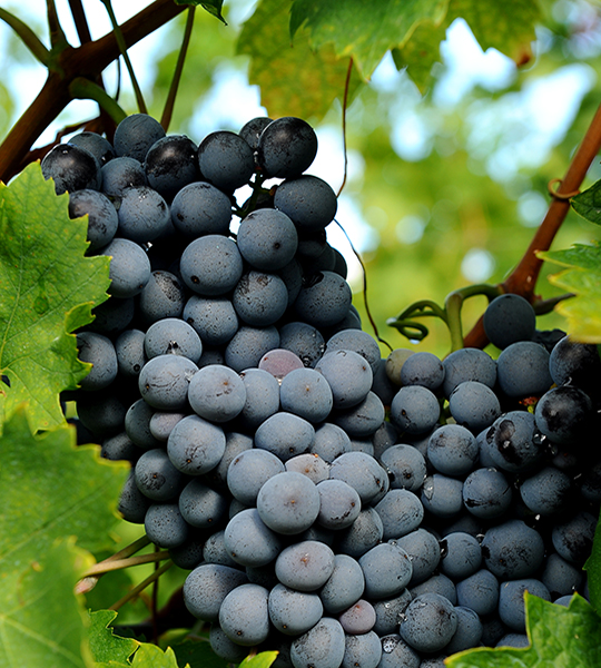 Grundskole i vin 19/3-2026