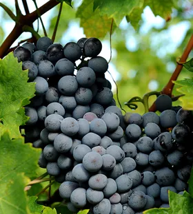 Grundskole i vin 19/3-2026