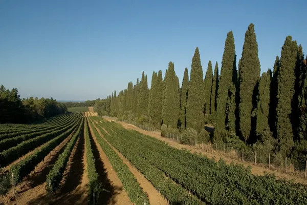 Castello di Bolgheri