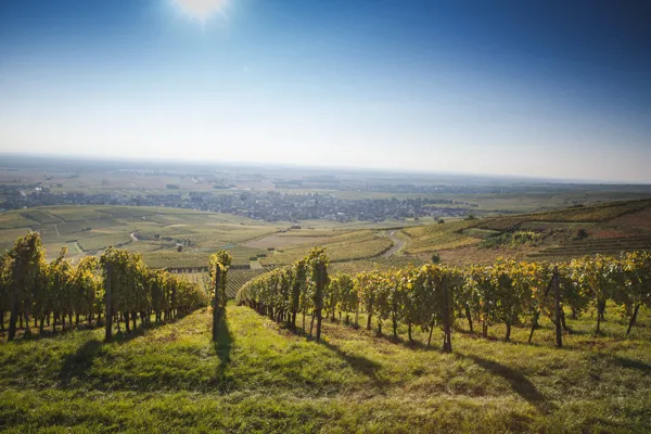 Vignoble des 2 Lunes