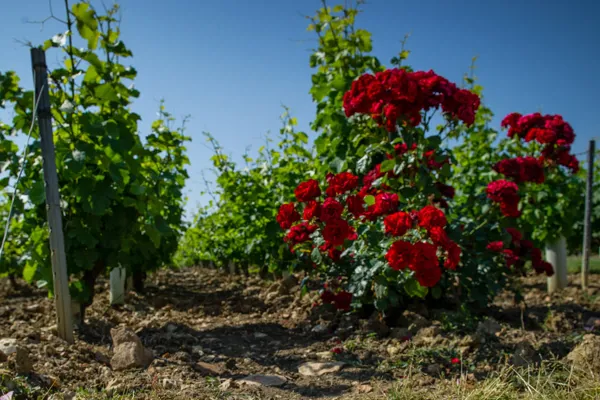 Domaine Bouchié-Chatellier