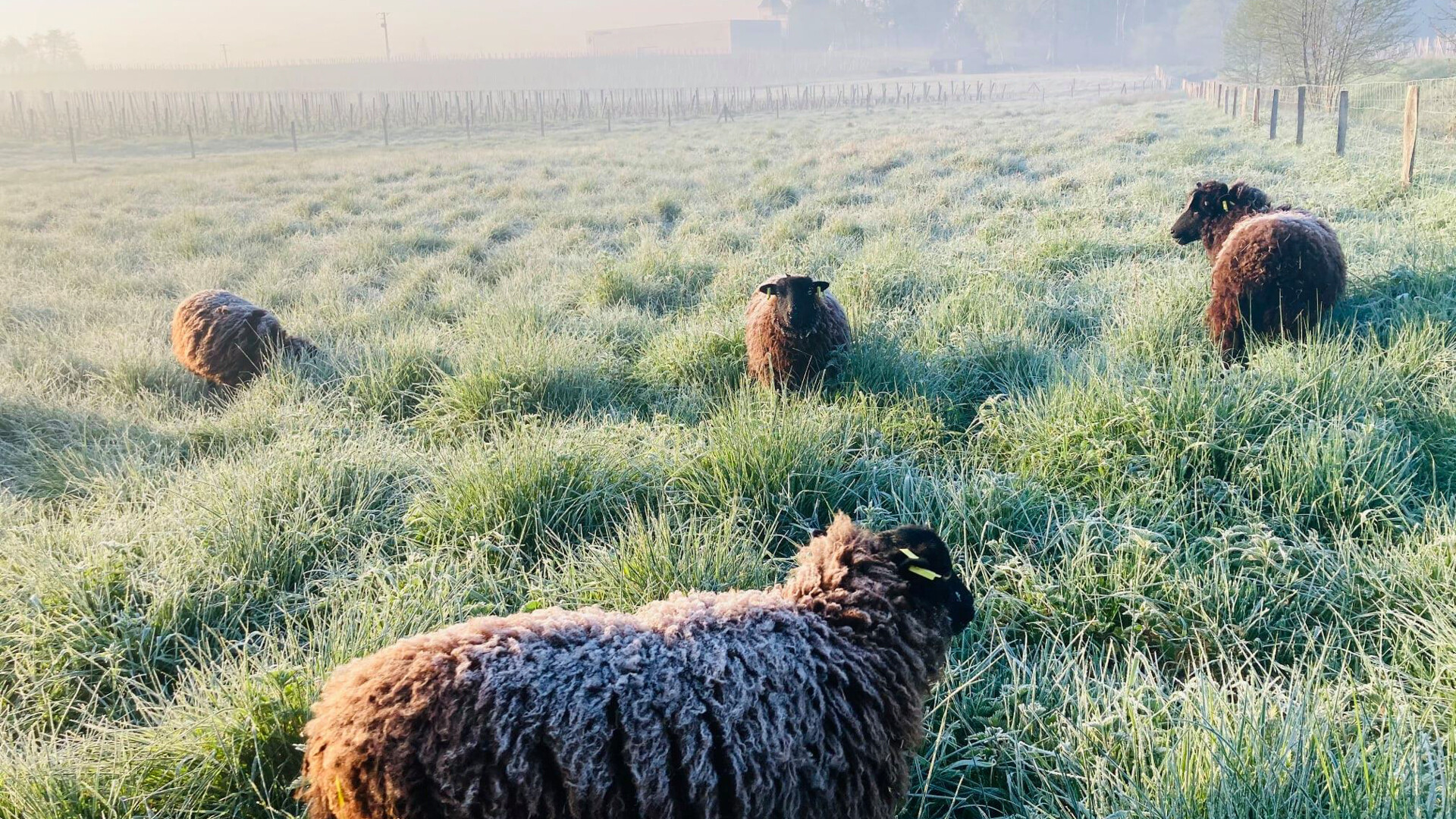 Château Moncets & Chambrun 