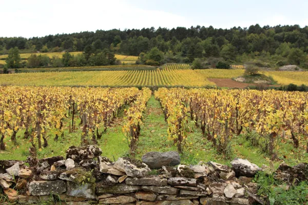 Domaine Bachelet-Ramonet